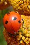 Coccinella magnifica