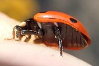 Coccinella magnifica