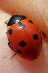 Coccinella magnifica