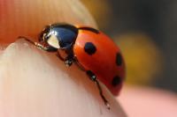 Coccinella magnifica