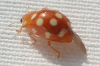 Vibidia duodecimguttata