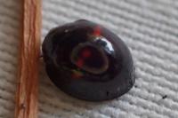 Chilocorus bipustulatus