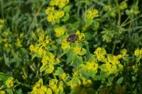 Oxythyrea funesta