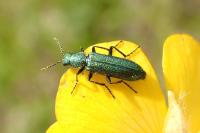 Psilothrix viridicoerulea