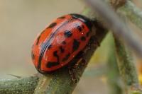 Gonioctena variabilis