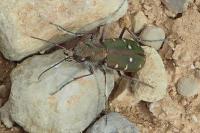 Cicindela campestris