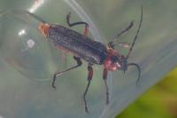 Cantharis rustica