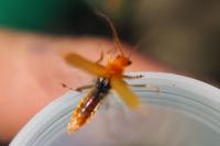 Cantharis