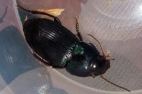 Harpalus dimidiatus