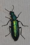 Psilothrix viridicoerulea