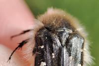 Tropinota hirta