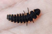 Lampyris noctiluca