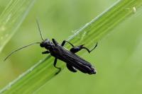 Oedemera atrata
