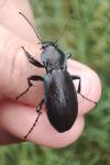 Carabus violaceus purpurascens