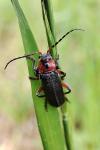 Cantharis rustica