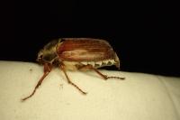 Melolontha melolontha