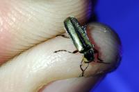 Metacantharis discoidea