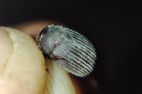 Maladera holosericea