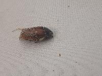 Melolontha melolontha