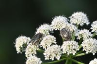 Oxythyrea funesta