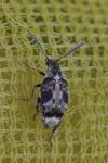 Bruchidius bimaculatus