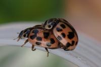 Oenopia conglobata