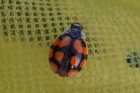 Adalia decempunctata