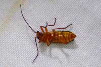 Rhagonycha fulva