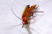Rhagonycha fulva