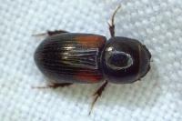 Nialus varians