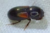 Nialus varians