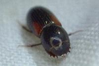 Nialus varians