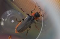 Cantharis fusca