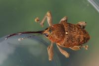 Curculio glandium
