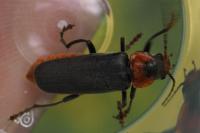 Cantharis fusca