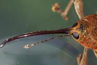 Curculio glandium