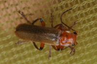 Cantharis cryptica / Cantharis pallida