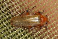 Cantharis cryptica / Cantharis pallida