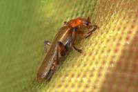 Cantharis cryptica / Cantharis pallida