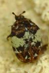 Anthrenus pimpinellae