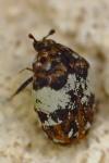 Anthrenus pimpinellae