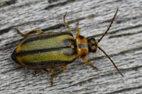 Xanthogaleruca luteola