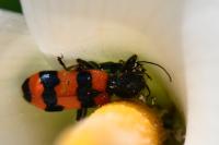 Trichodes apiarius