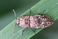 Agrypnus murinus
