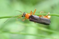 Cantharis pellucida
