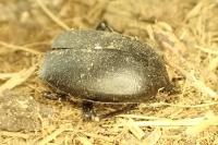 Blaps lusitanica