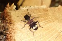 Thanasimus formicarius