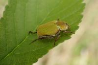 Hoplia argentea