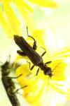 Oedemera atrata