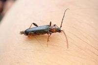 Phymatodes testaceus